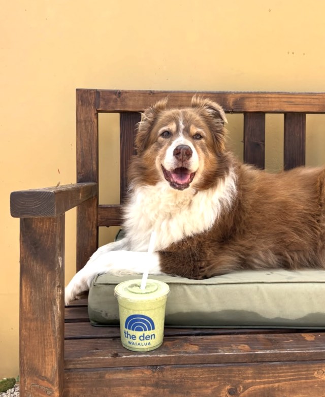 Gryff, the studio dog, on the bench outside with a green smoothie