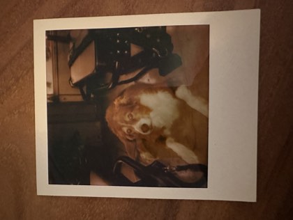 The studio dog, on Polaroid